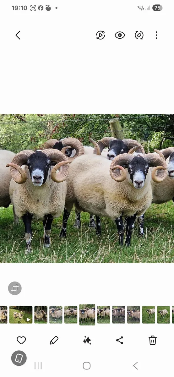 Don't be short of Rams this back end - Image 2