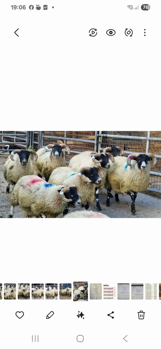 Don't be short of Rams this back end - Image 3