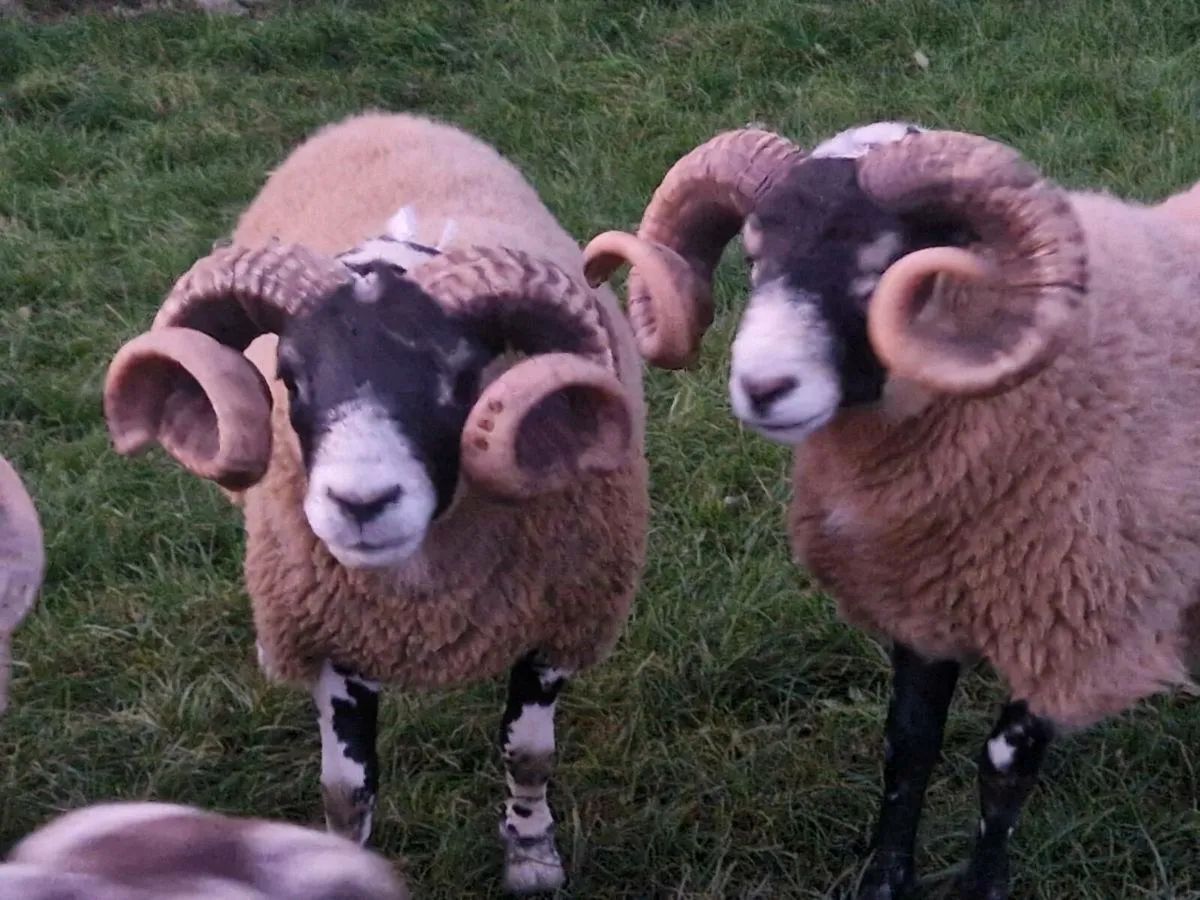 Don't be short of Rams this back end - Image 4