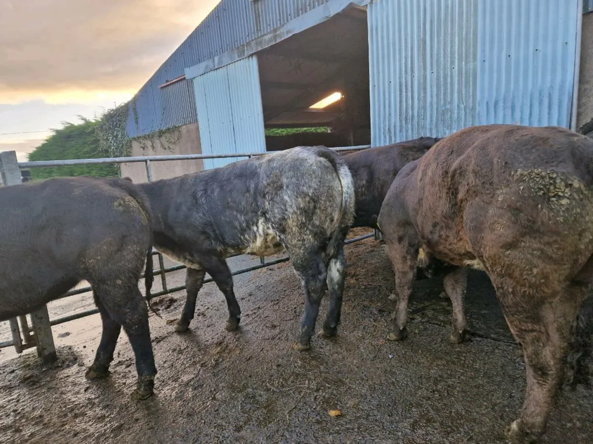Breeding Heifer - Image 1