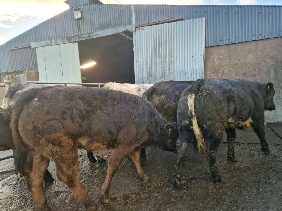 Breeding Heifer - Image 2