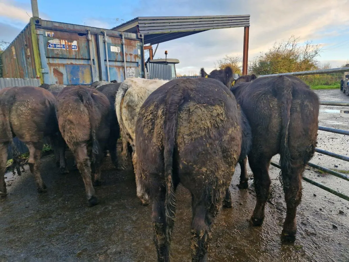 Breeding Heifer - Image 3