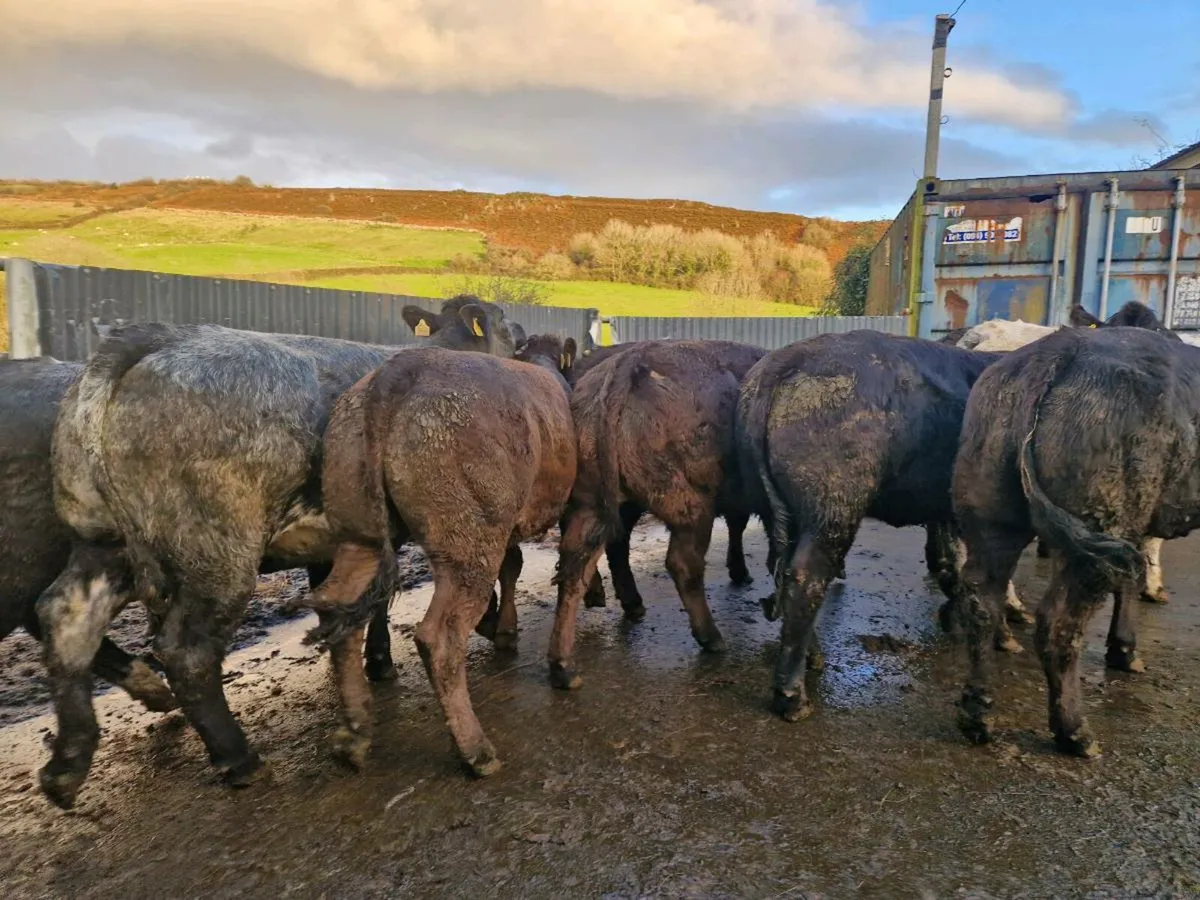 Breeding Heifer - Image 4