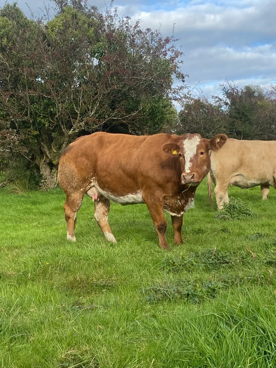 💥💥Super roan cow for Elphin mart Monday 27th💥💥 - Image 1