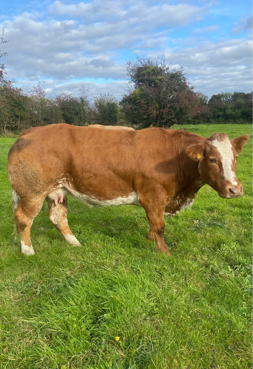 💥💥Super roan cow for Elphin mart Monday 27th💥💥 - Image 2