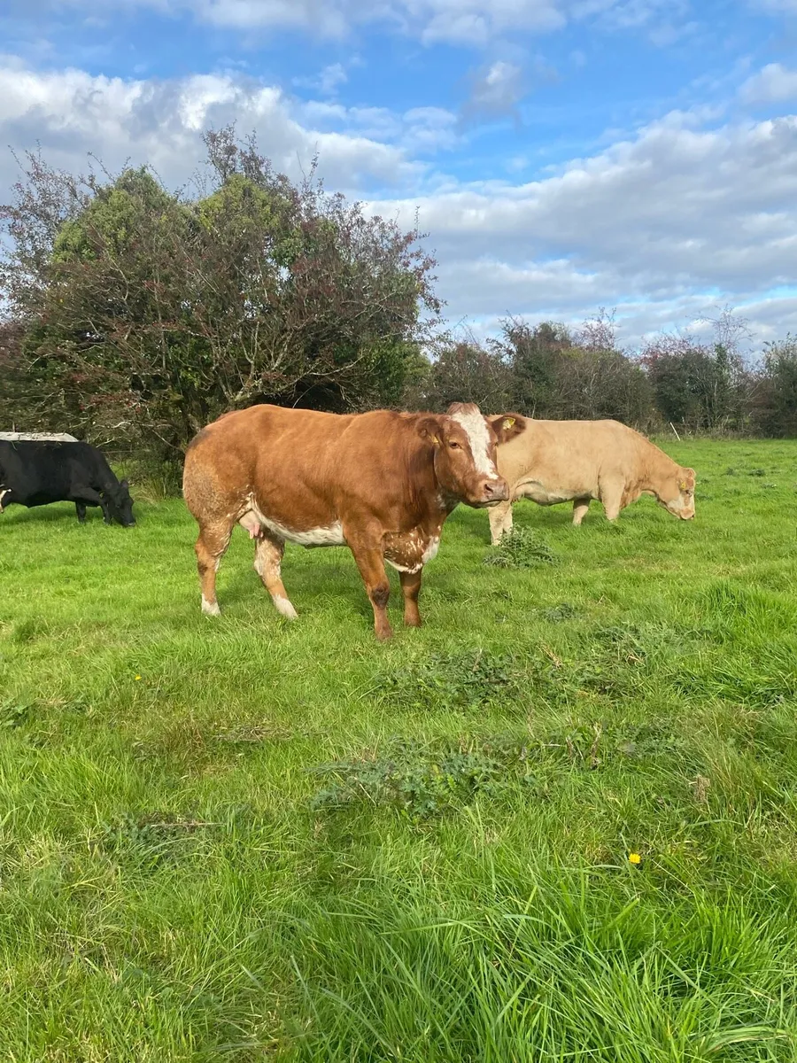 💥💥Super roan cow for Elphin mart Monday 27th💥💥 - Image 3