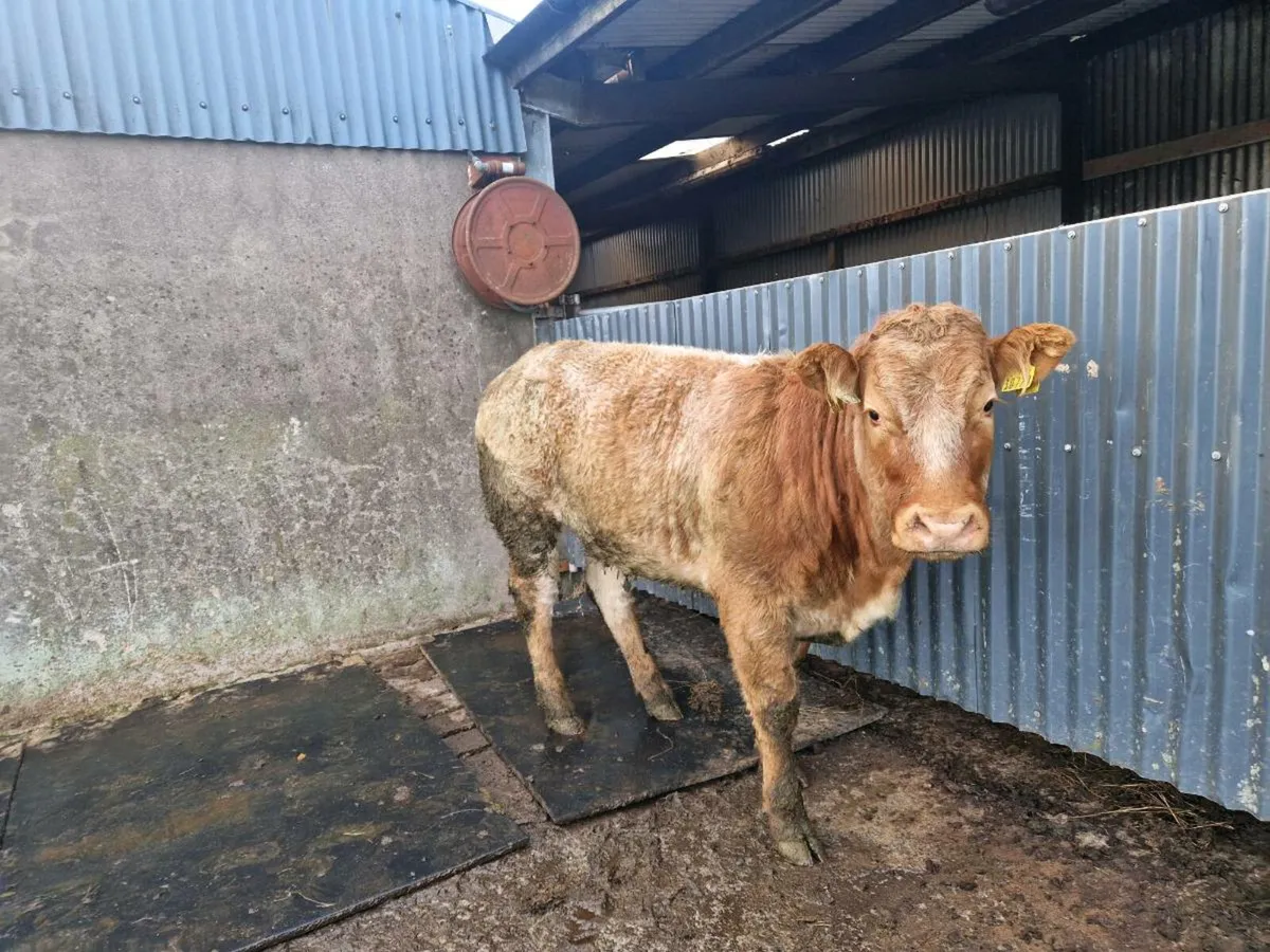 Roan Breeding Heifer 5 star genotype - Image 1