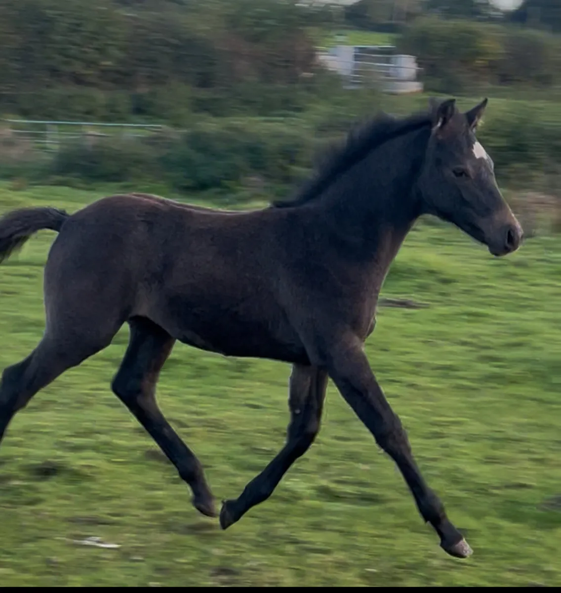 Foal by Livello out of World Champion family - Image 1