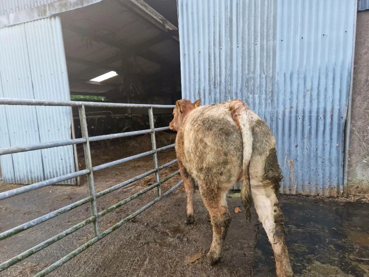 Roan Breeding Heifer 5 star genotype - Image 3