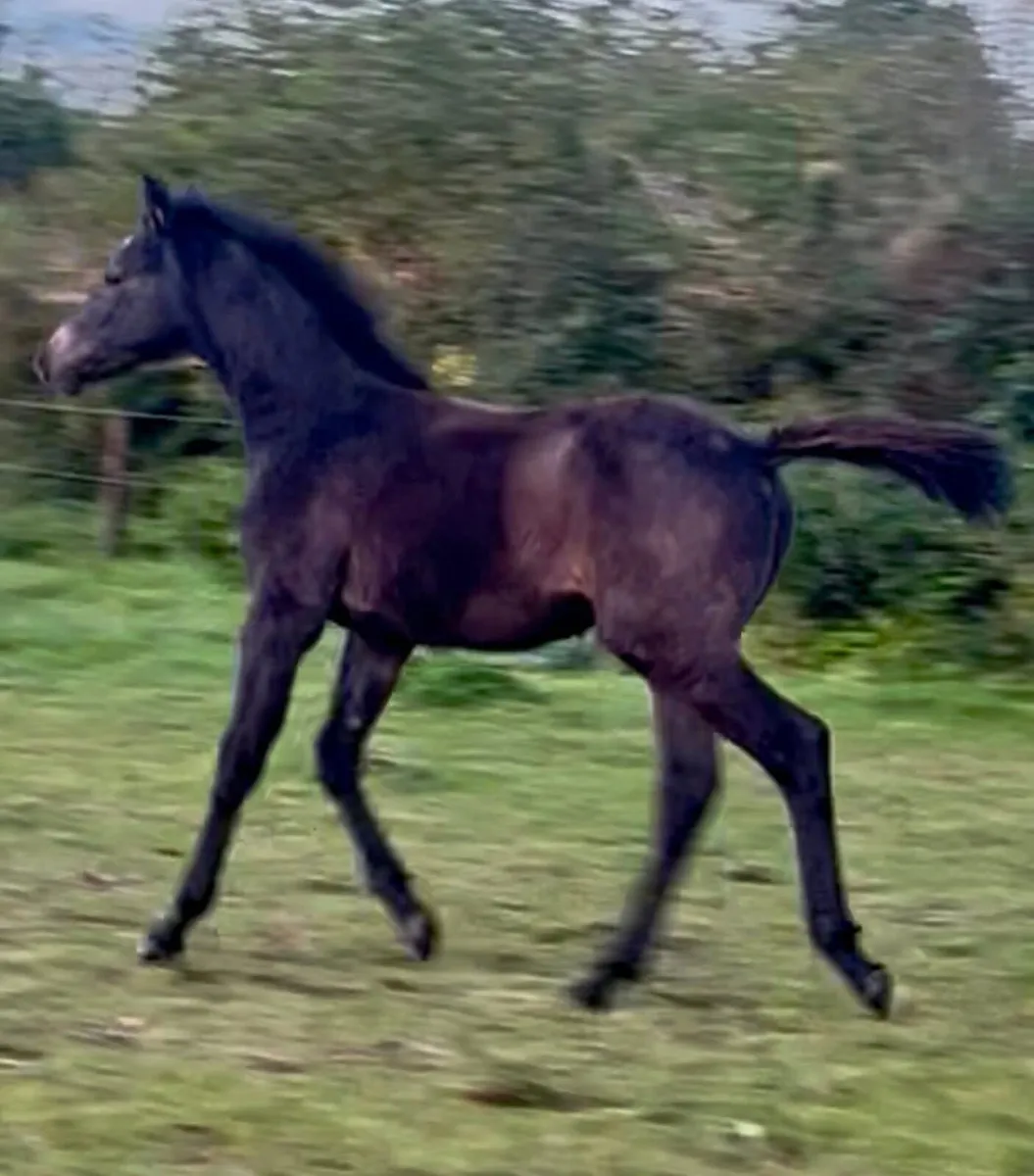 Foal by Livello out of World Champion family - Image 2