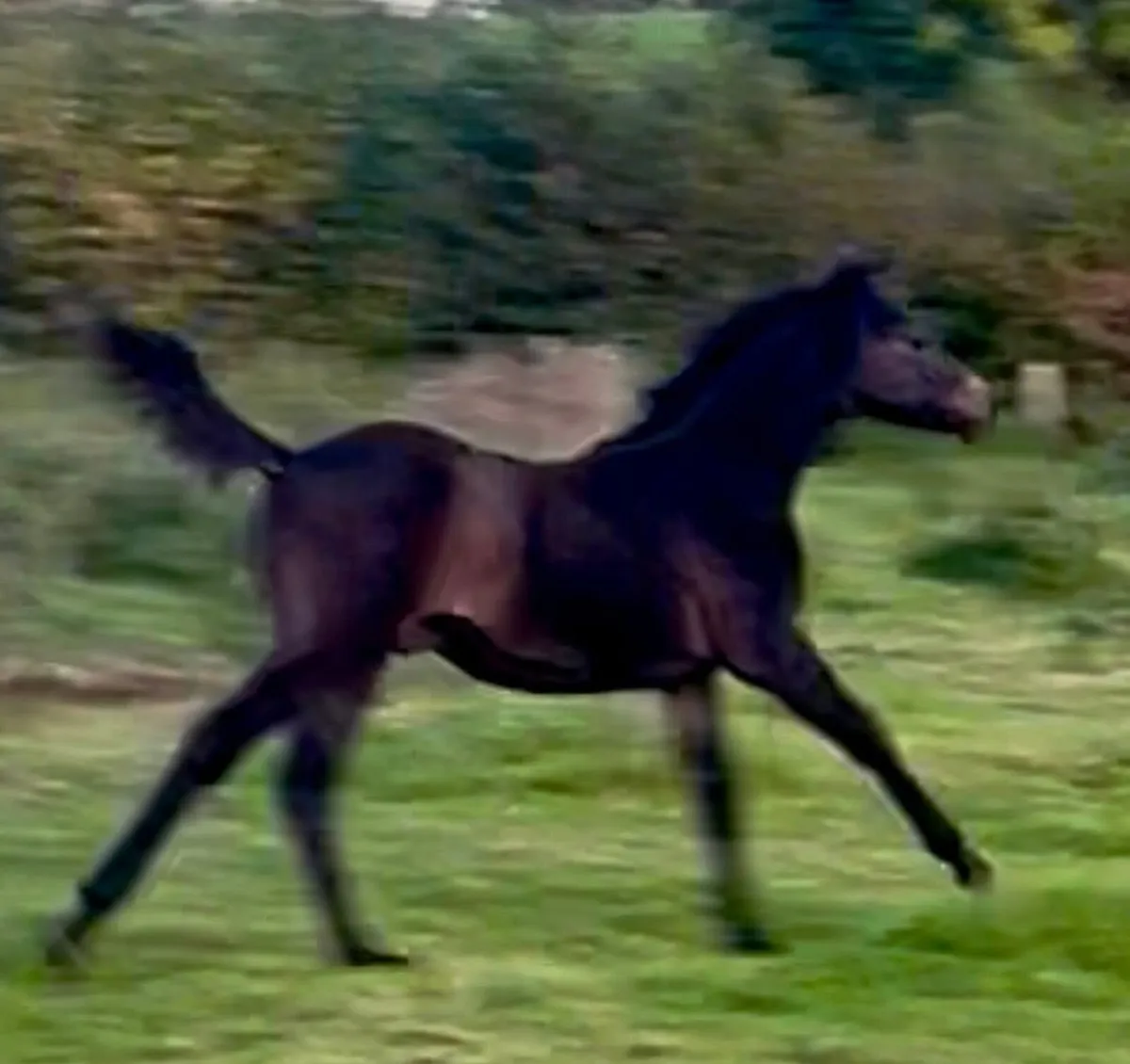 Foal by Livello out of World Champion family - Image 3