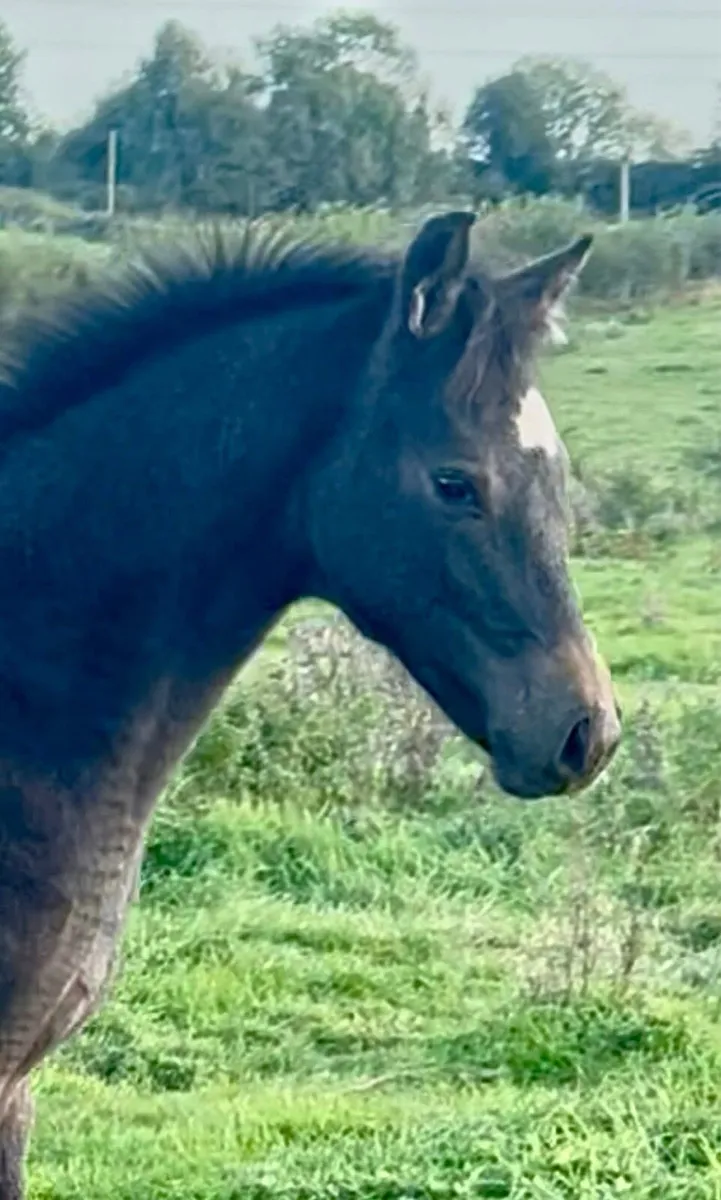 Foal by Livello out of World Champion family - Image 4
