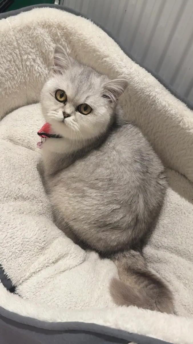 British Short Hair kitten - Image 1