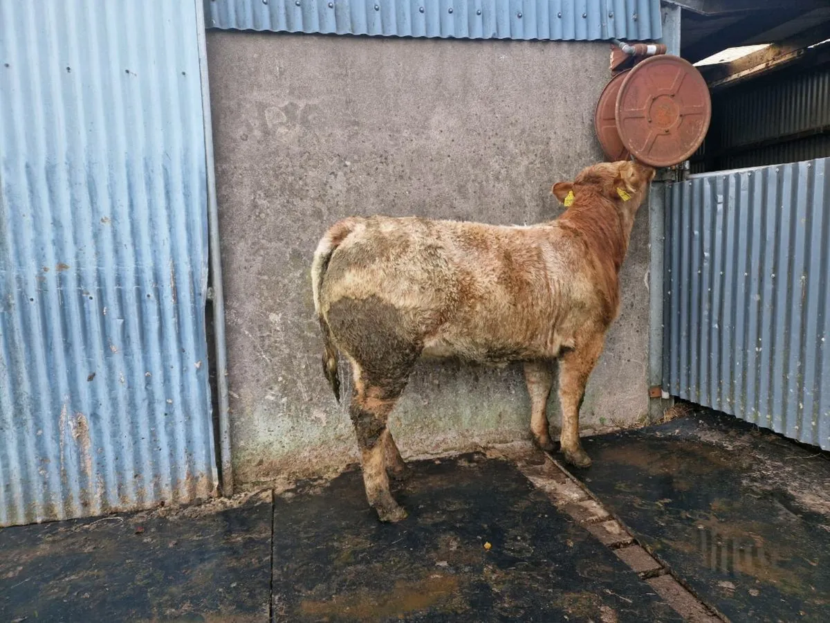 Roan Breeding Heifer 5 star genotype - Image 2