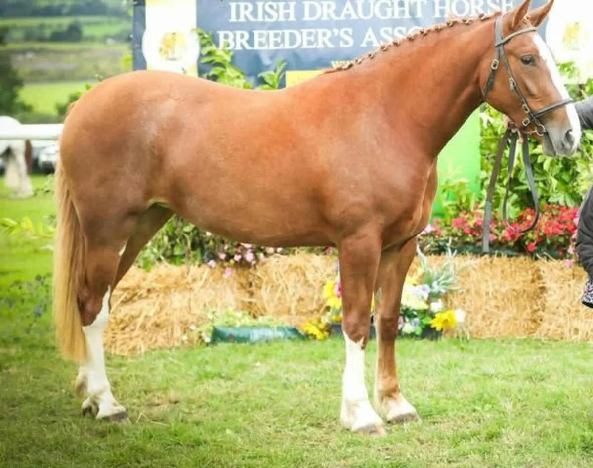 2 year old Multiple Champion RID filly - Image 1