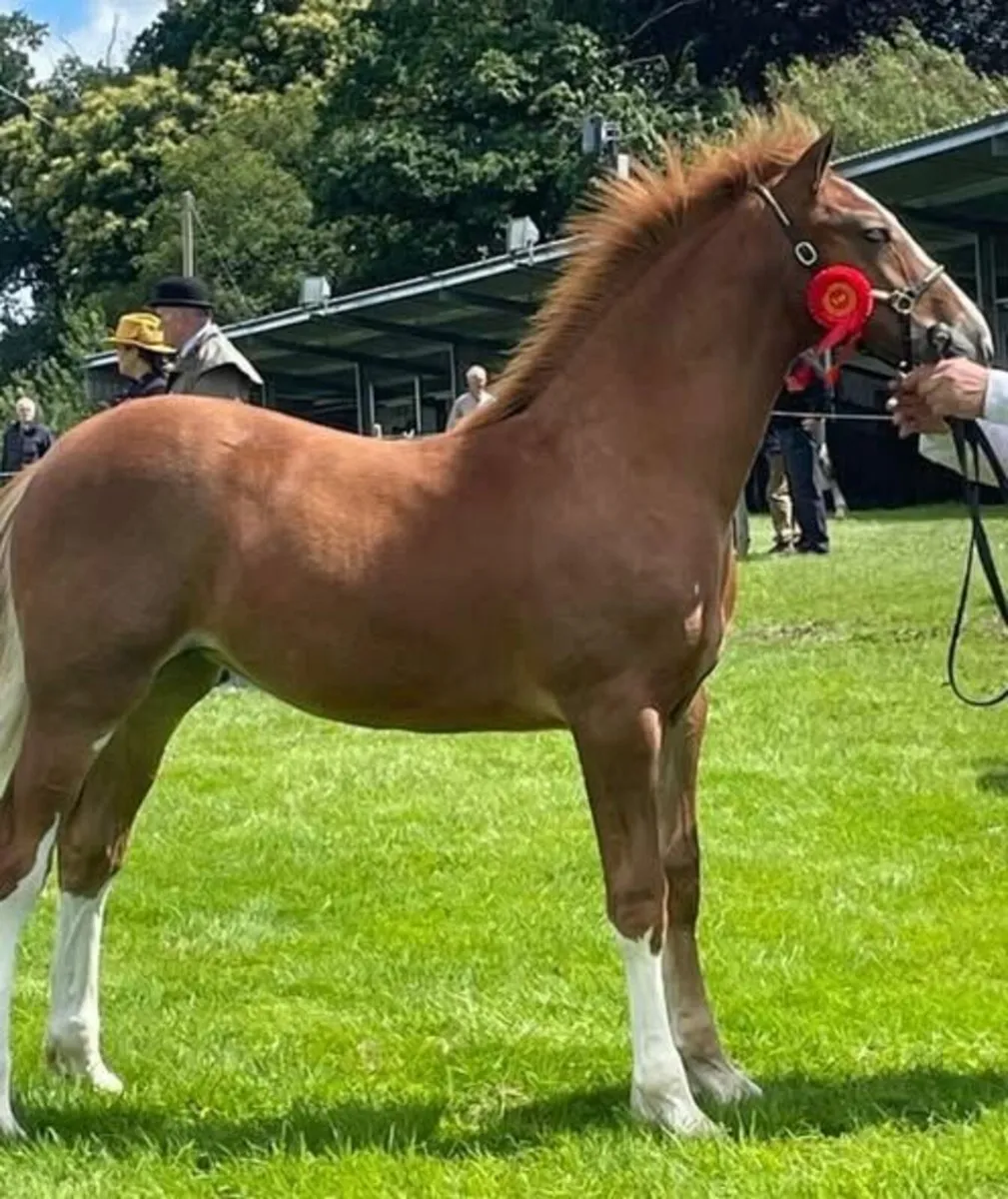 2 year old Multiple Champion RID filly - Image 2