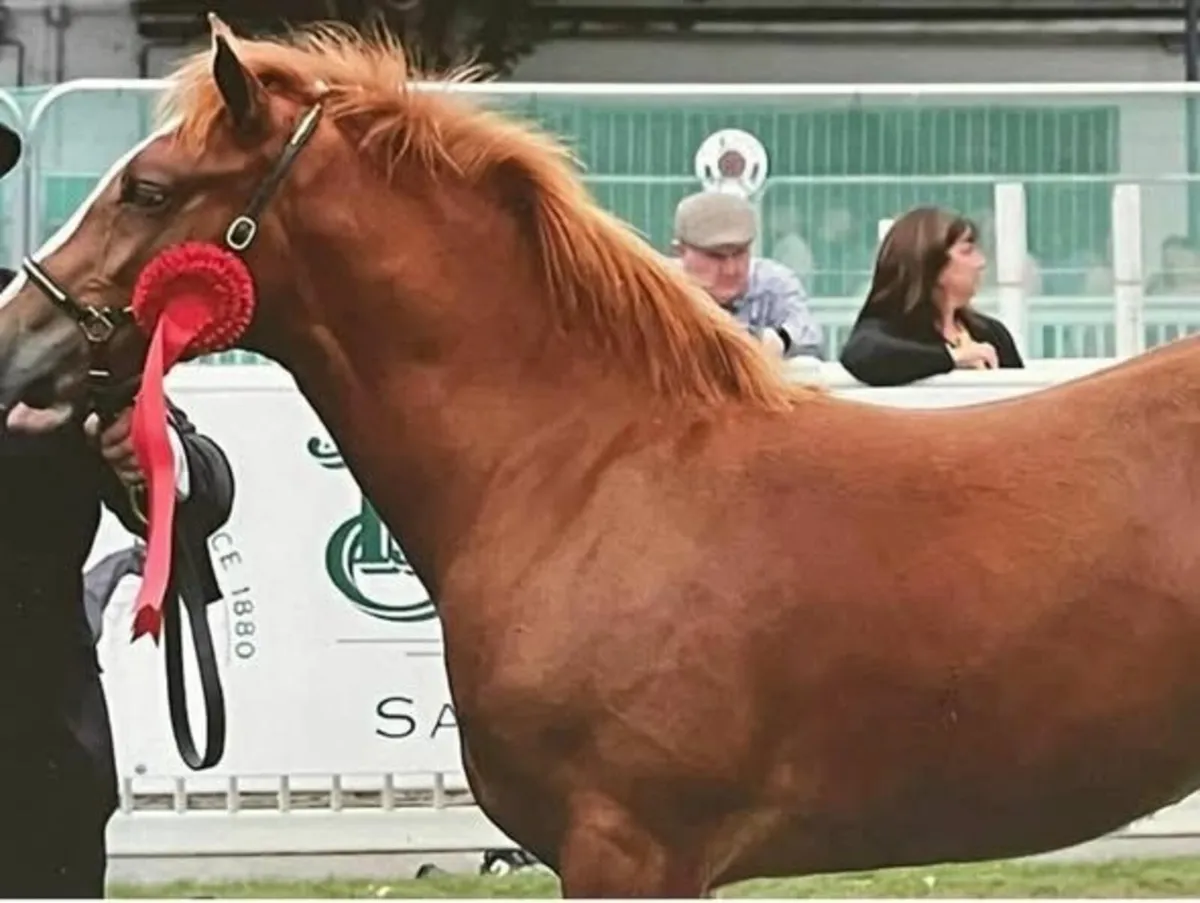 2 year old Multiple Champion RID filly - Image 3