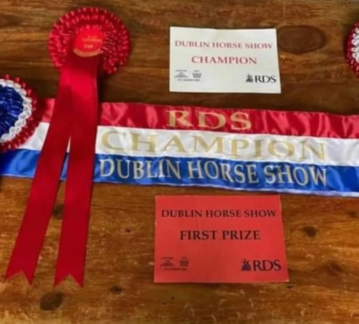 2 year old Multiple Champion RID filly - Image 4