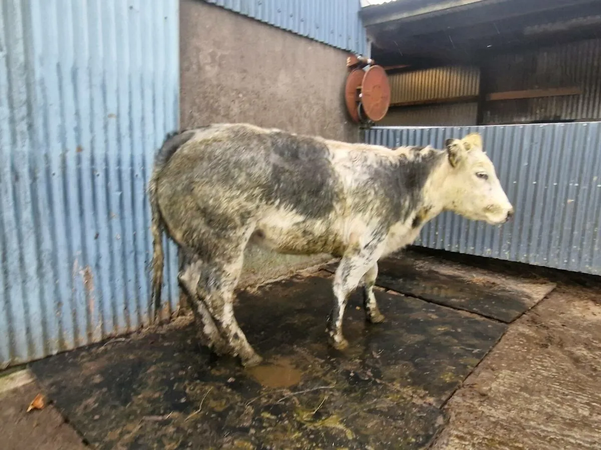 Breeding heifer - Image 1