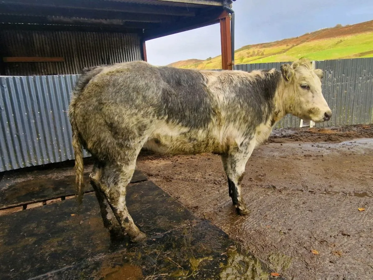 Breeding heifer - Image 2