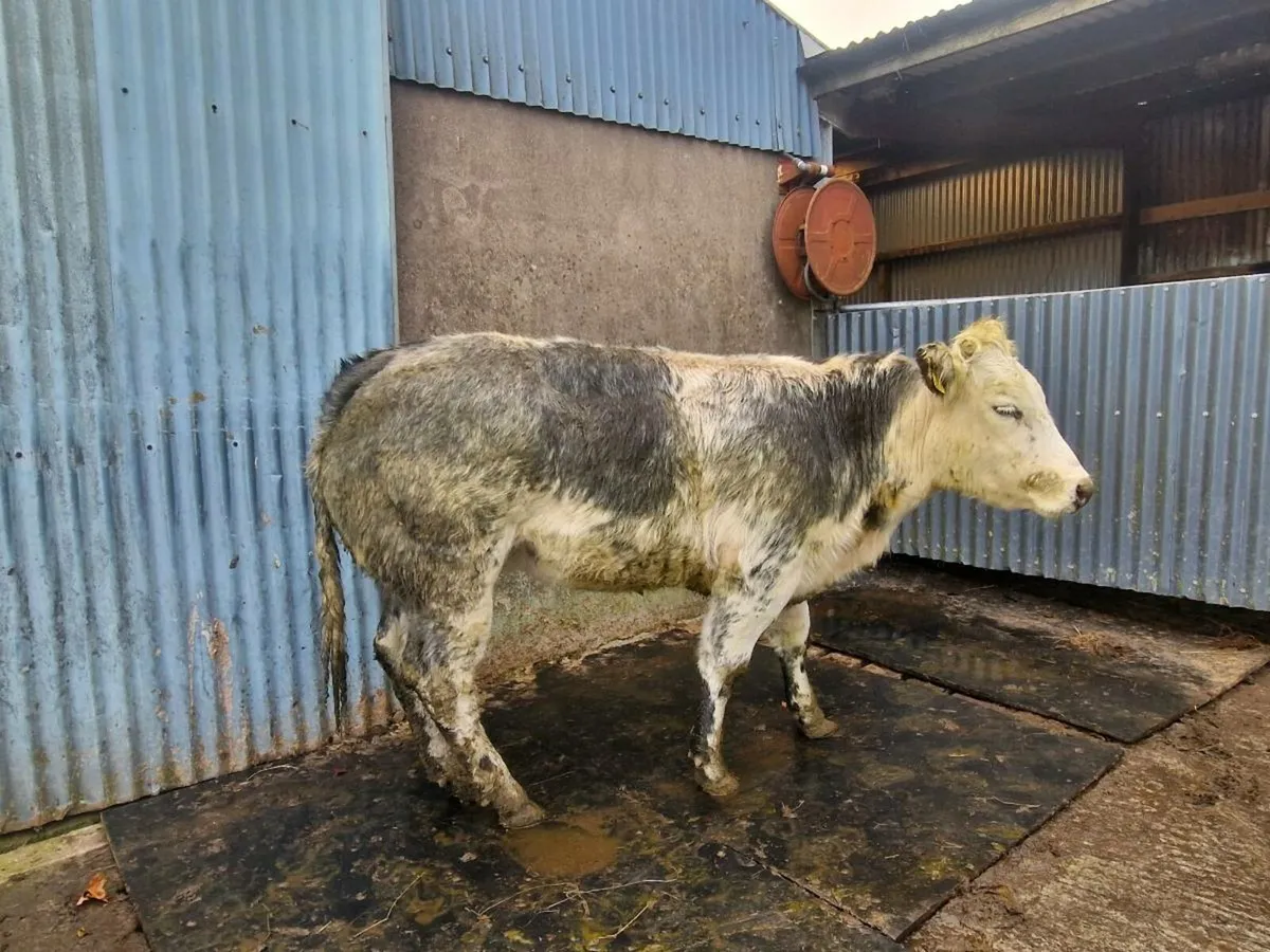 Breeding heifer - Image 3