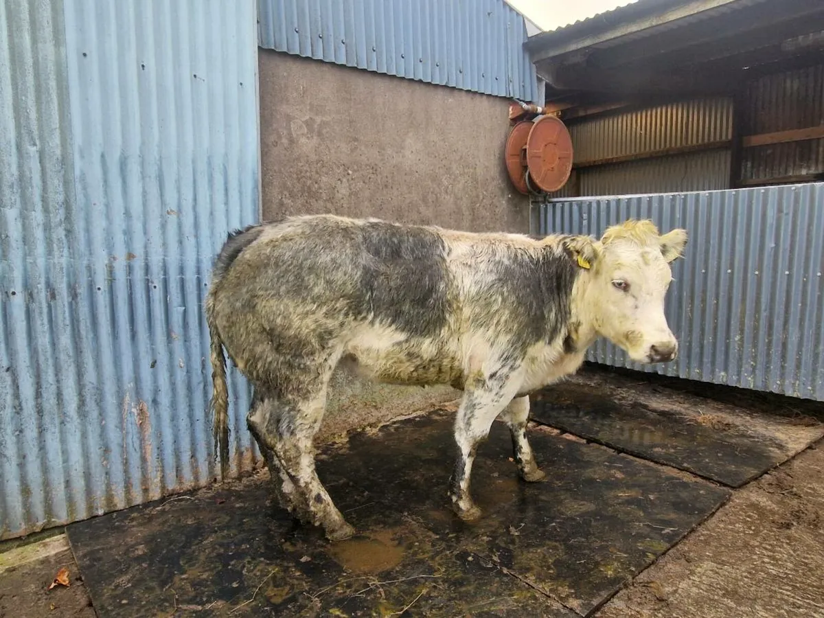 Breeding heifer - Image 4