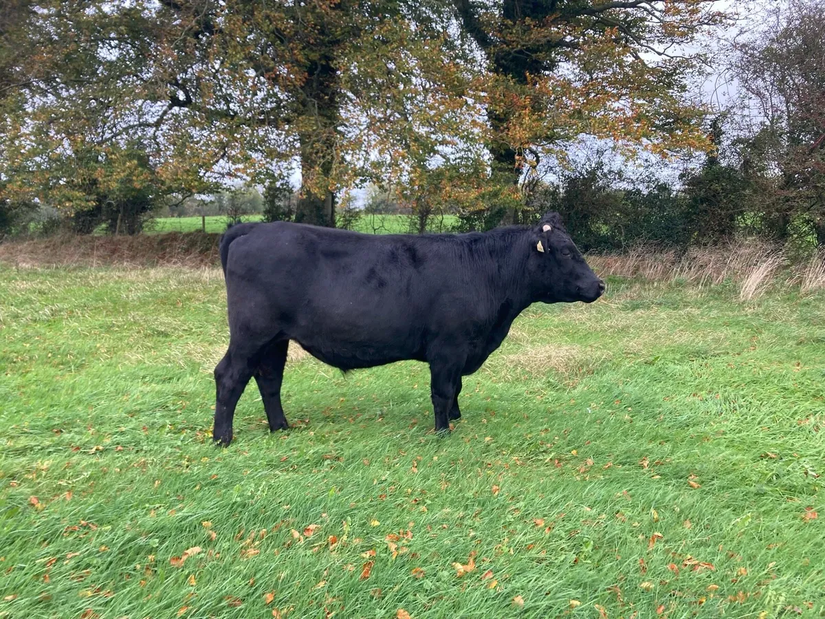 Organic Angus Cattle - Image 1