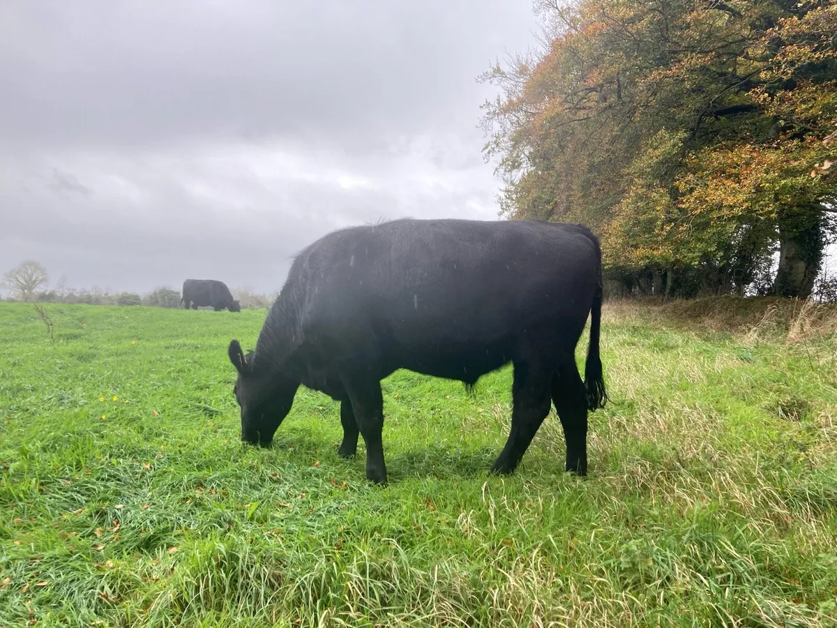 Organic Angus Cattle - Image 2