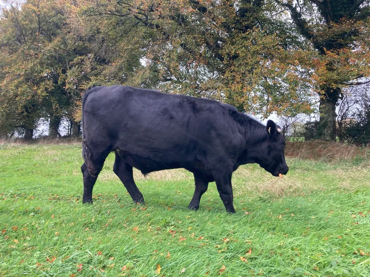 Organic Angus Cattle - Image 3