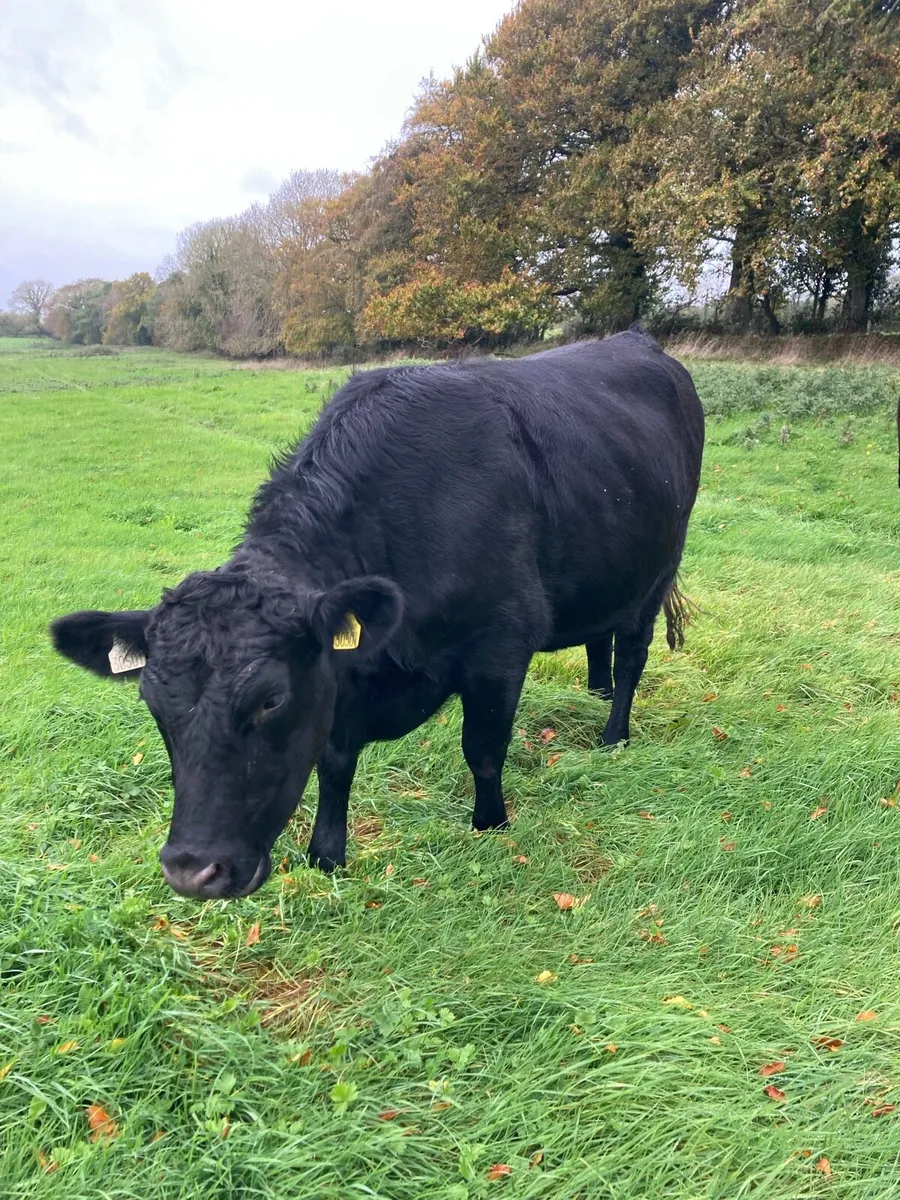 Organic Angus Cattle - Image 4