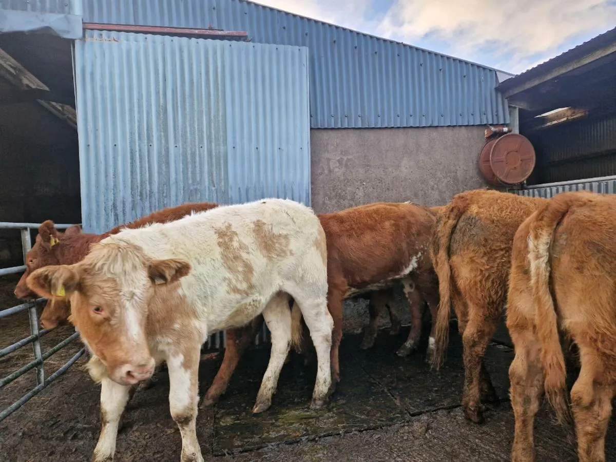 Breeding heifers - Image 1