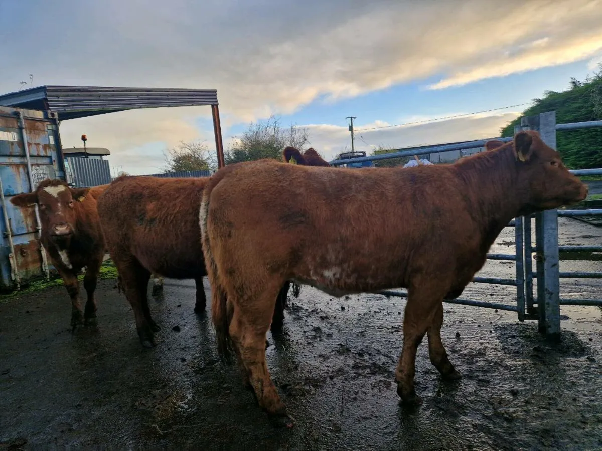 Breeding heifers - Image 2