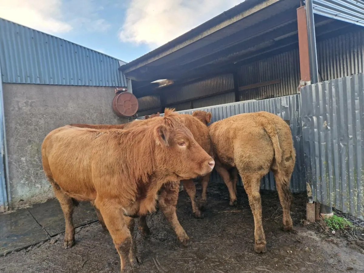 Breeding heifers - Image 3