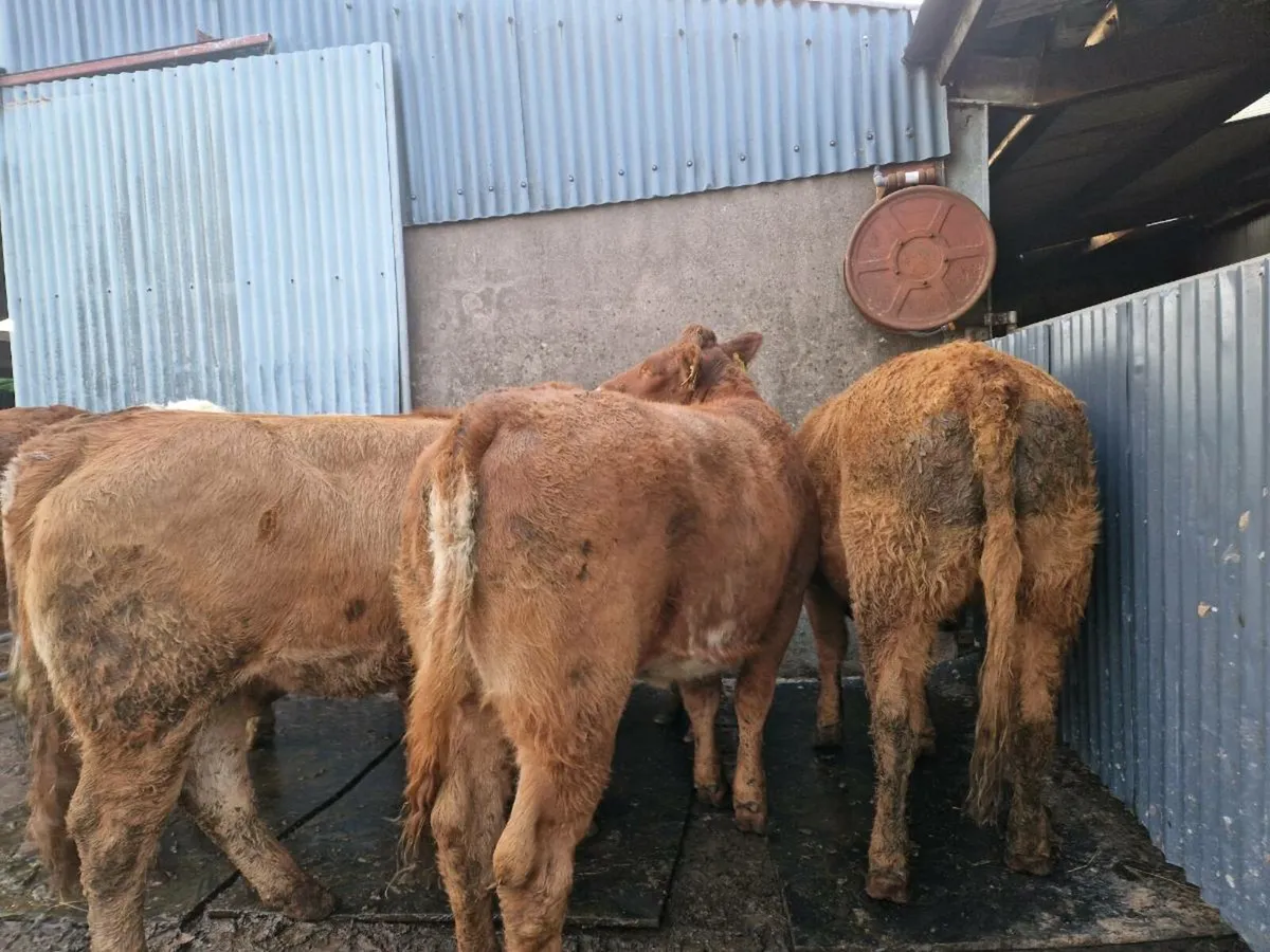 Breeding heifers - Image 4