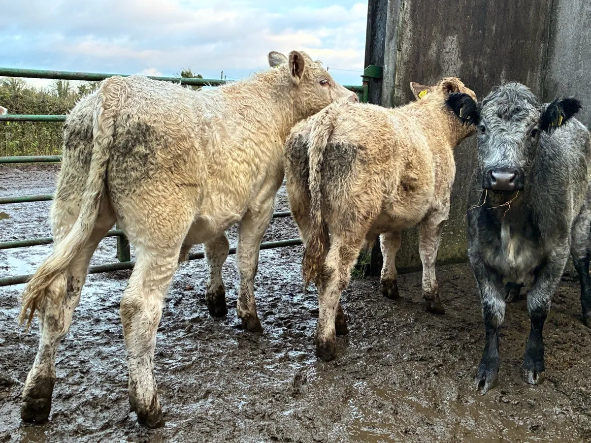 10 smashing store bullocks for sale - Image 1