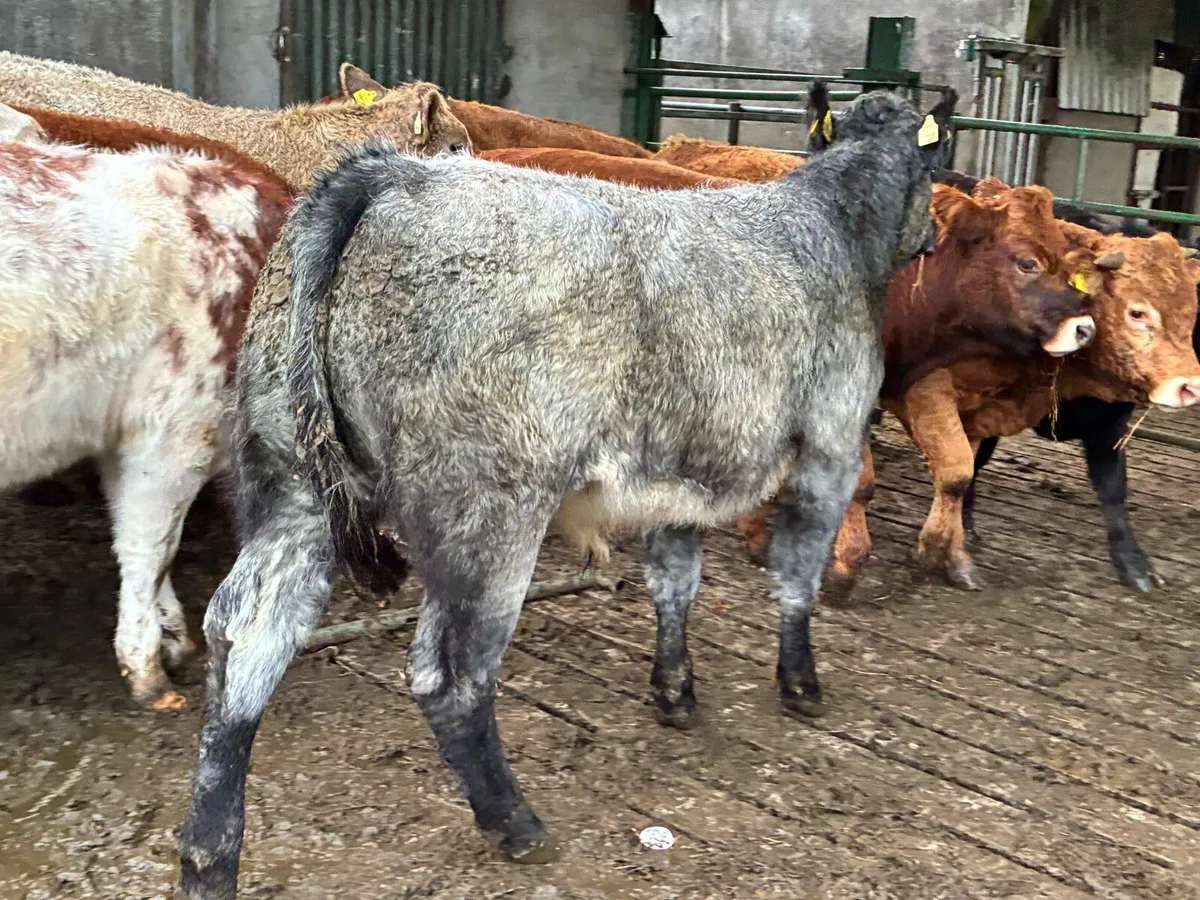 10 smashing store bullocks for sale - Image 2