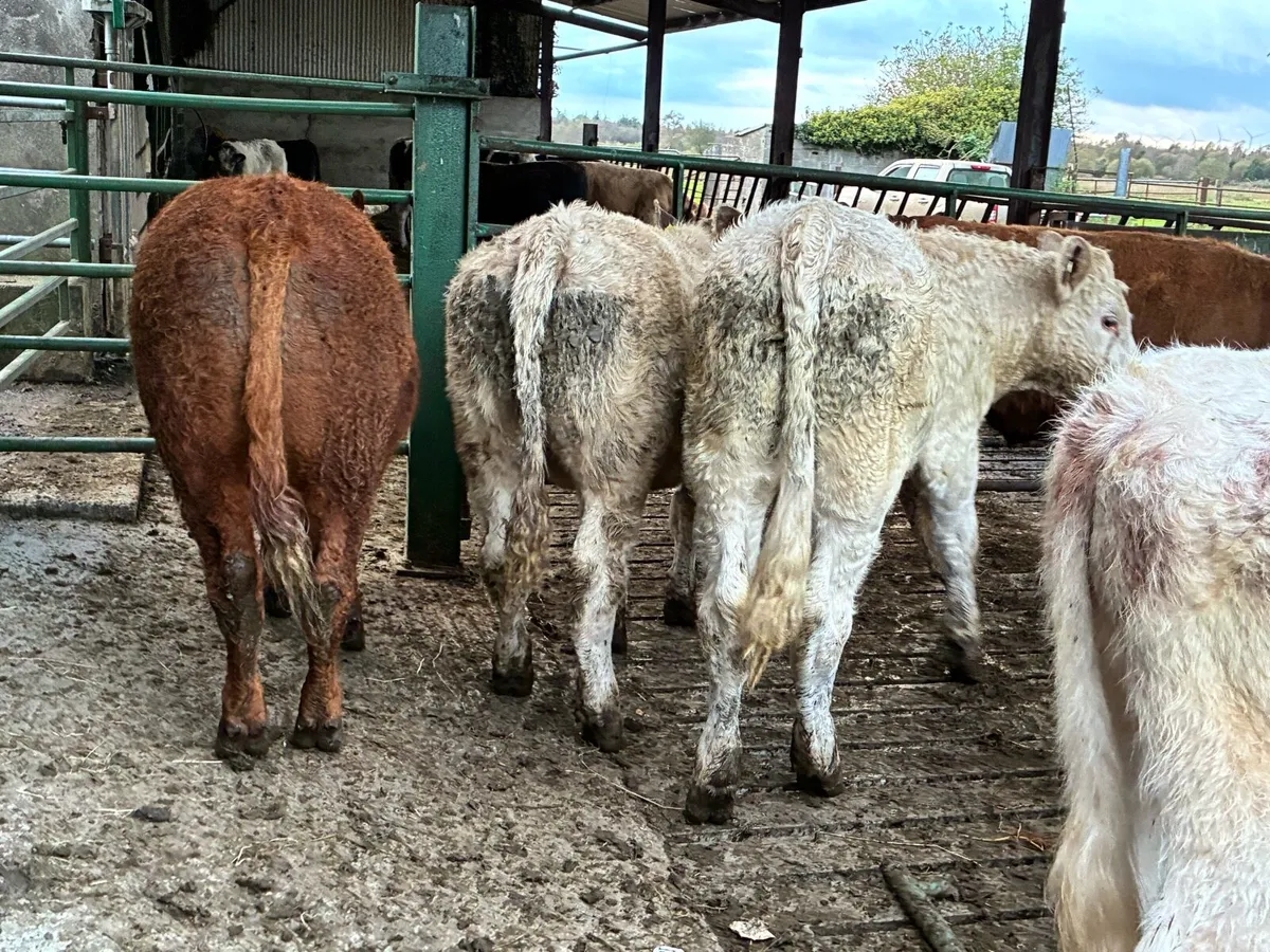 10 smashing store bullocks for sale - Image 3
