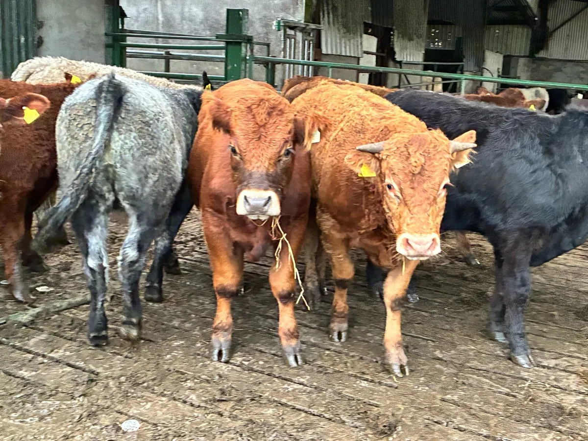 10 smashing store bullocks for sale - Image 4