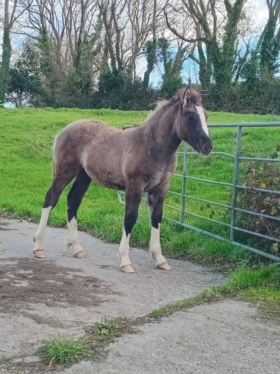 Dun Colt Foal - Image 1