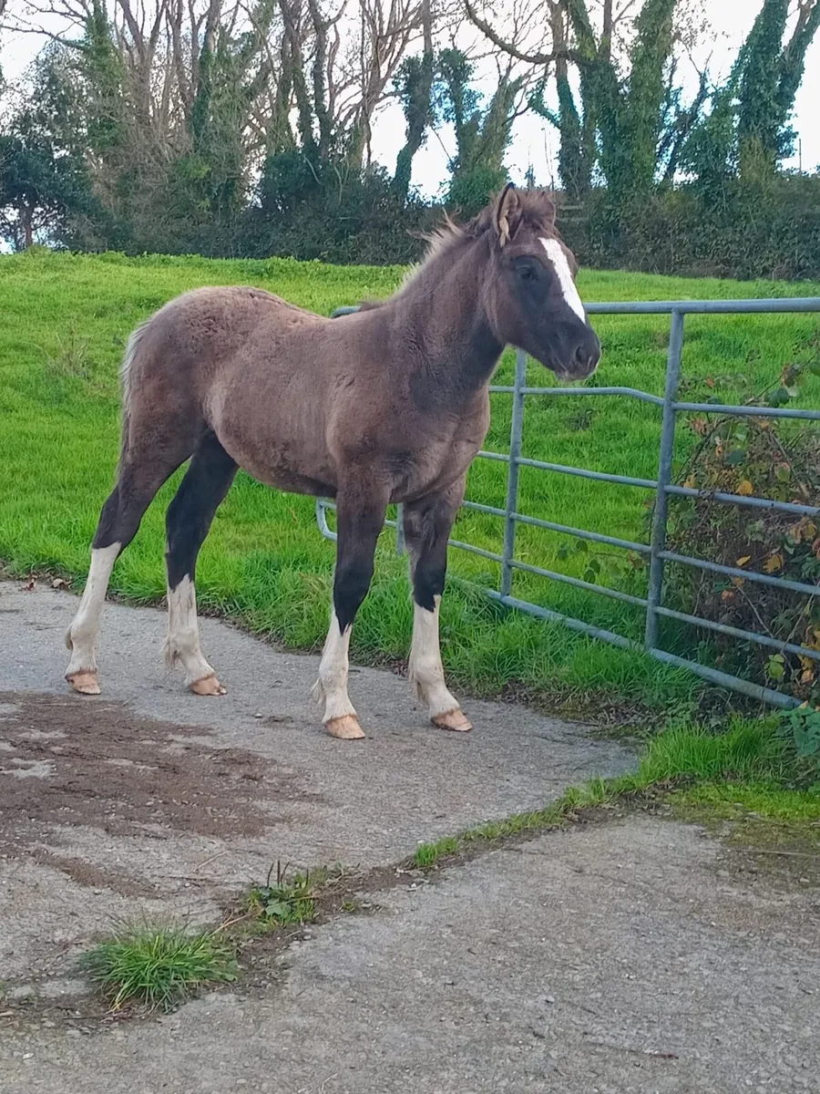 Dun Colt Foal - Image 2