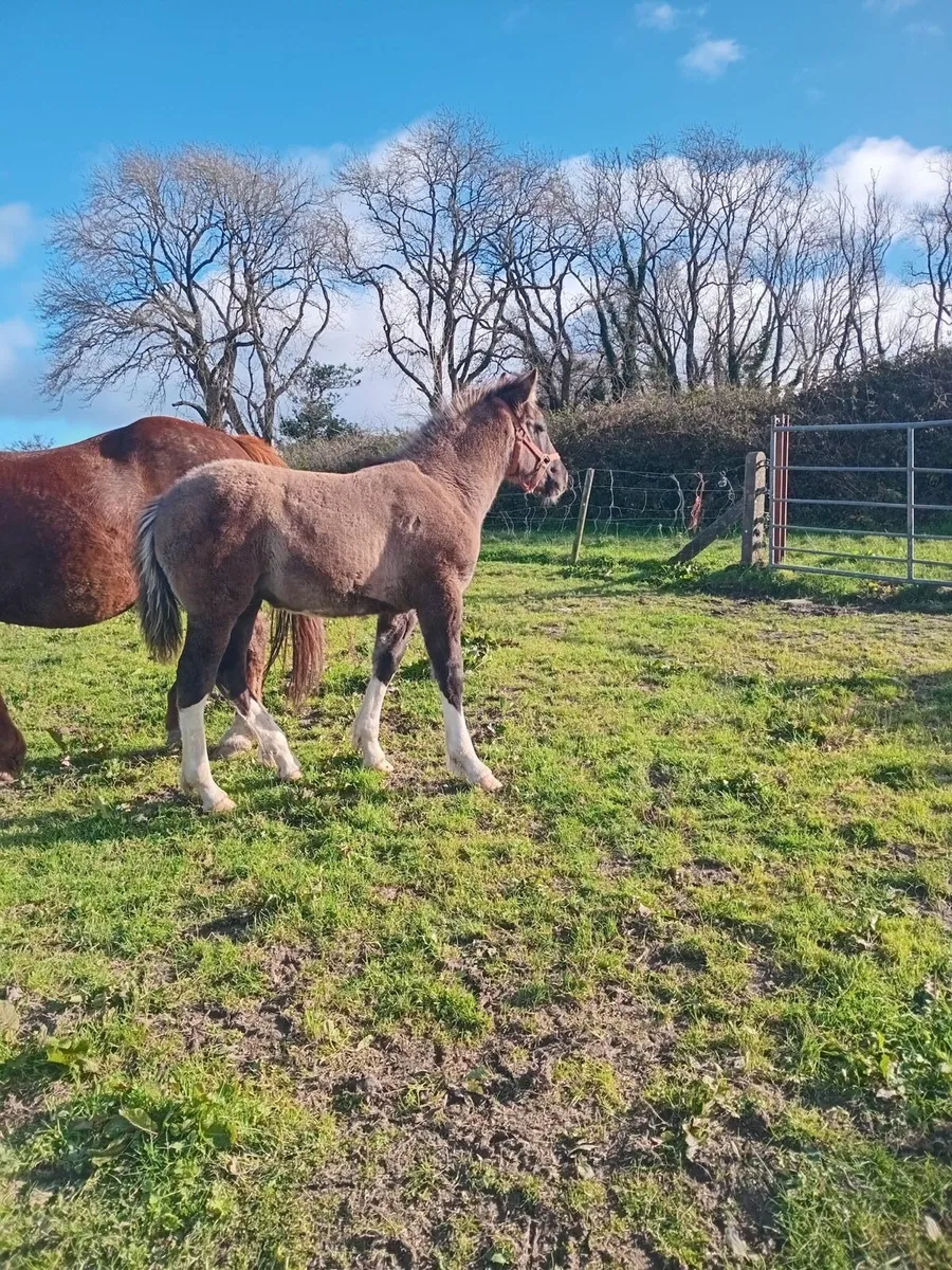 Dun Colt Foal - Image 3