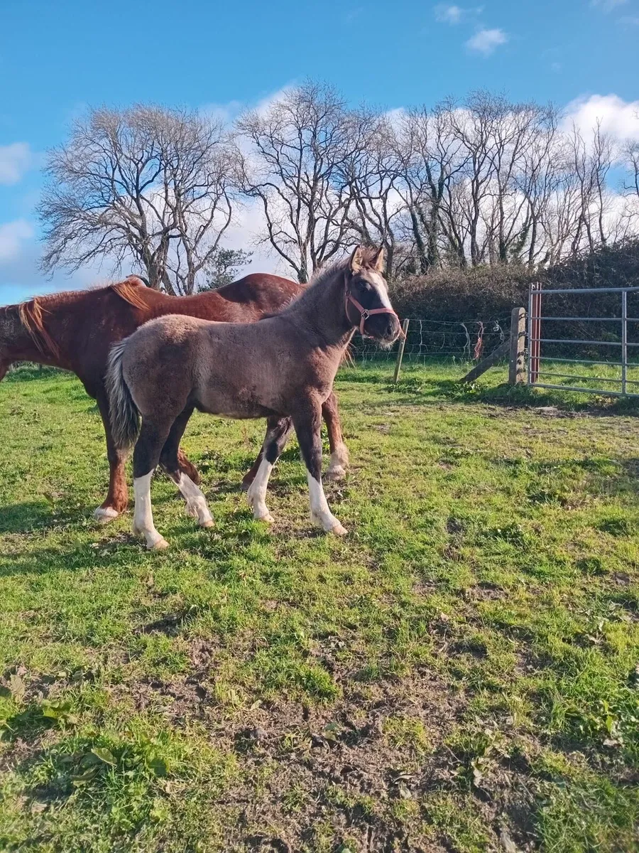 Dun Colt Foal - Image 4