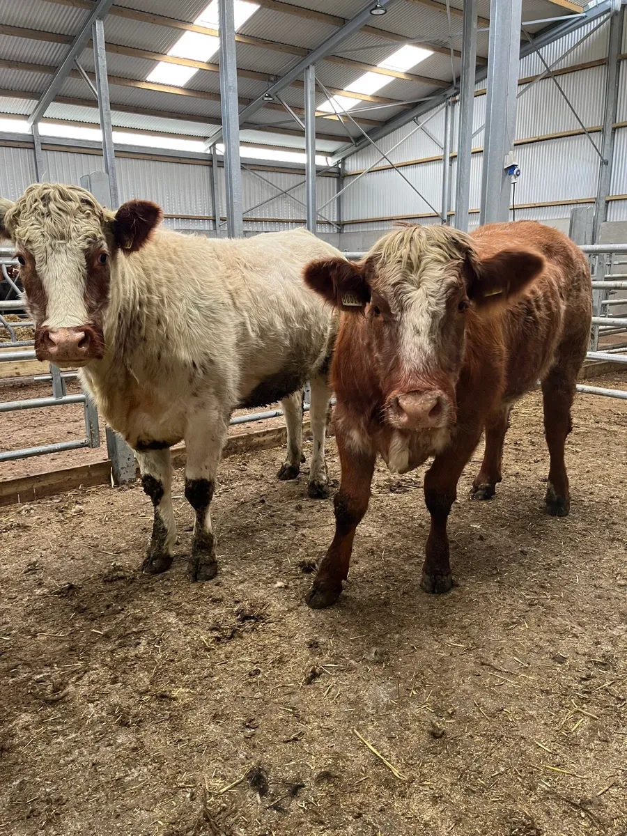 Roan Heifers - Image 1