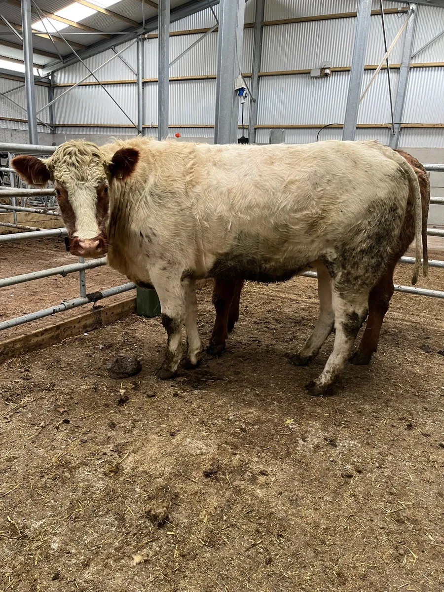 Roan Heifers - Image 2