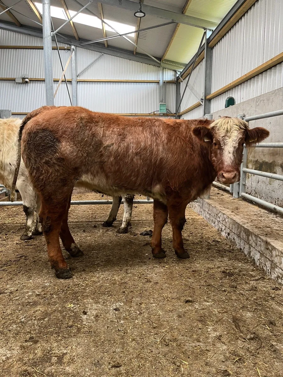 Roan Heifers - Image 3