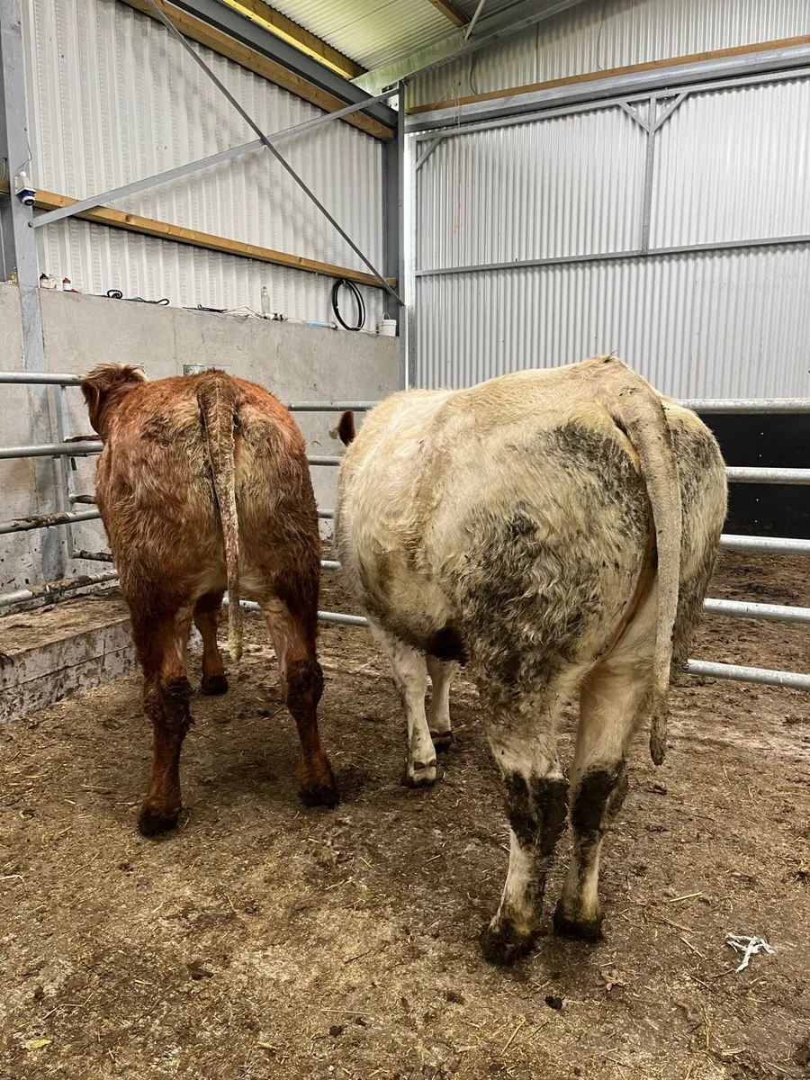 Roan Heifers - Image 4