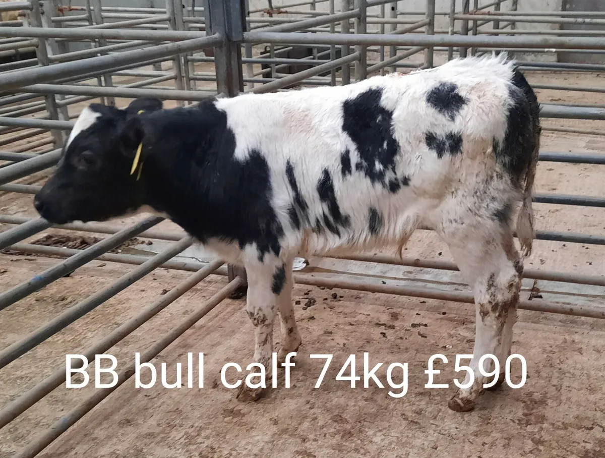 Calf Sale Photo Report - Image 1