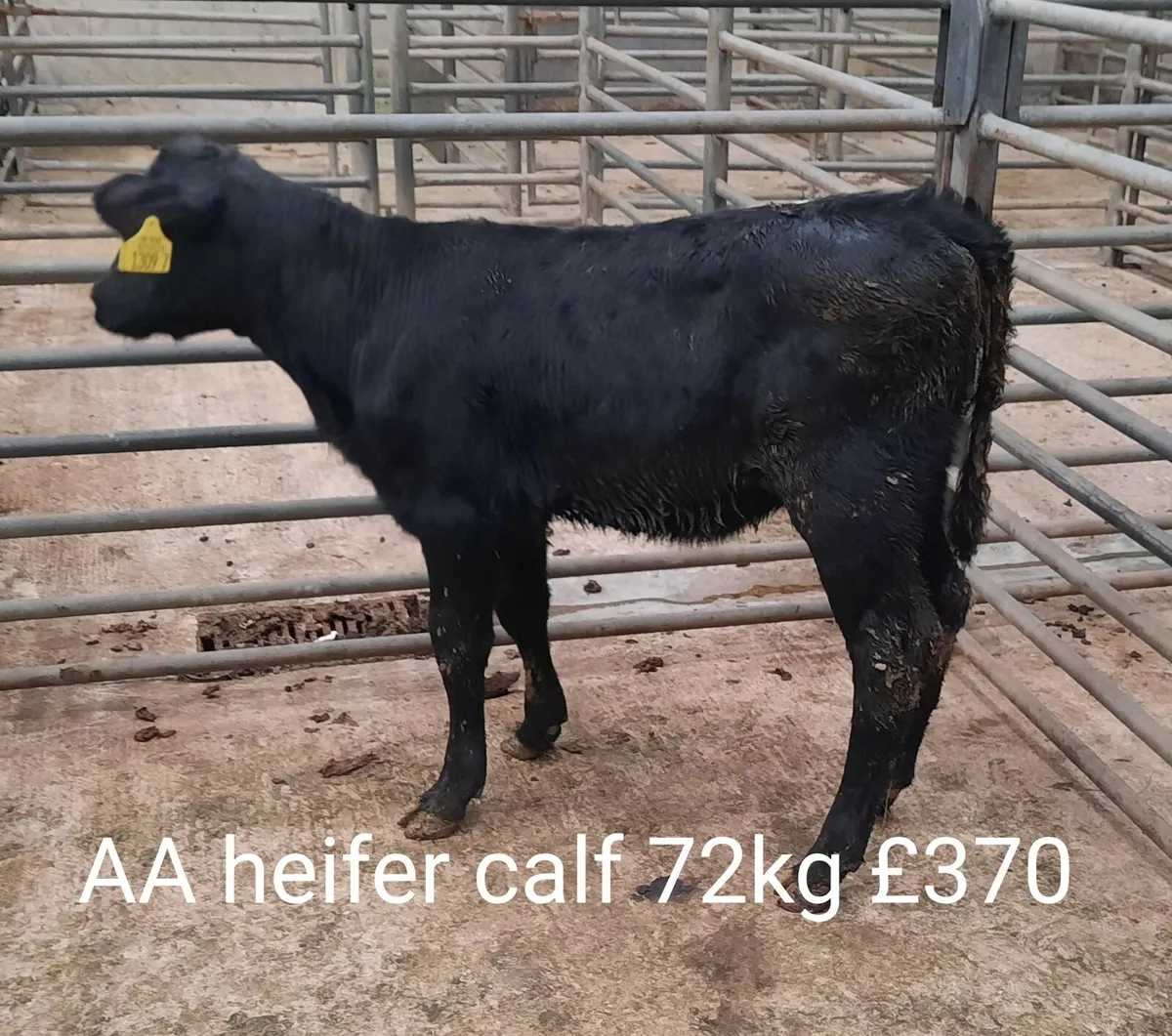 Calf Sale Photo Report - Image 2