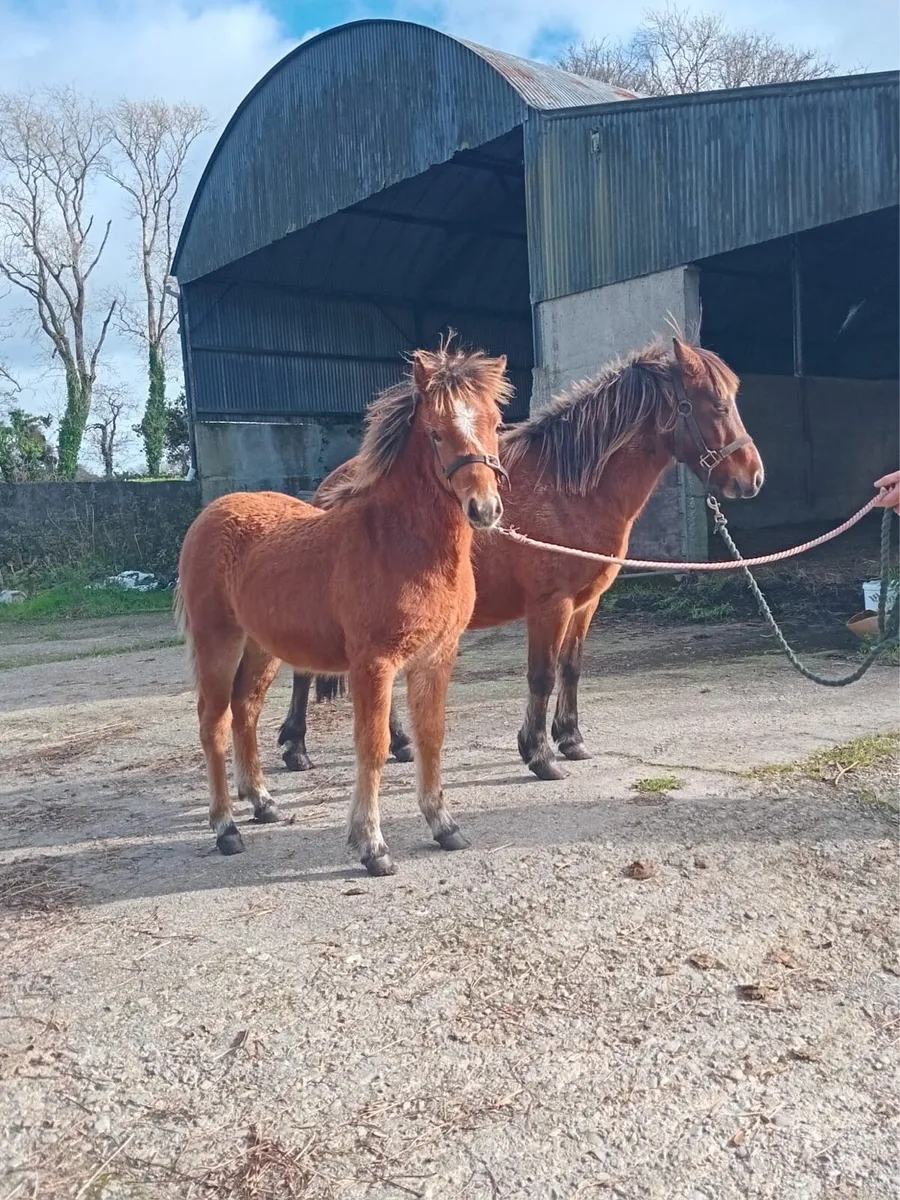 Kerry Bog Filly - Image 1