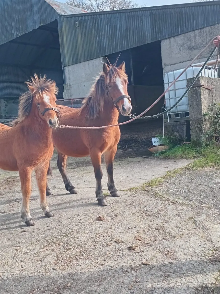 Kerry Bog Filly - Image 2